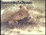 مرگ وحشتناک توریست کره ای توسط شیر