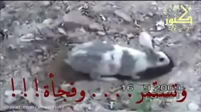 نجات دادن فرزندنان زیر خاک مانده توسط خرگوش