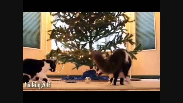 Funny Cats - Compilation