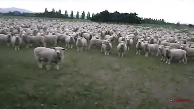 آدرس پرسیدن از یک گله گوسفند که همه جواب می دهند