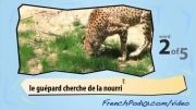 آموزش فرانسه با ویدیو 7 (گربه های بزرگ)