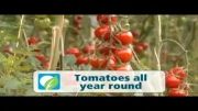 بزرگترین و تکنولوژیک ترین گلخانه گوجه،فلفل و... در انگلستان