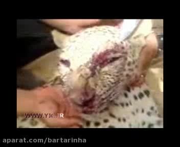 پوست کندن یوزپلنگ ایرانی در ملأعام