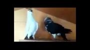 کبوتر  کفتر   ویدیوهای سعیدs