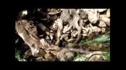 چشمه از ریشه درخت -طبیعت فارس