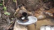مهارت عجیب یک میمون در ظرف شستن