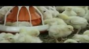 تاسیسات مرغ گوشتی