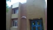 سقوط وحشتناک مرد از بالایه ساختمان!!