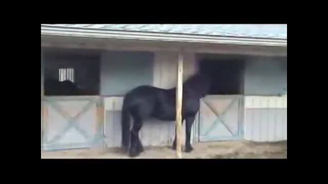 باهوش ترین اسب دنیا ! .........
