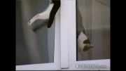 گیرکردن گربه لای پنجره