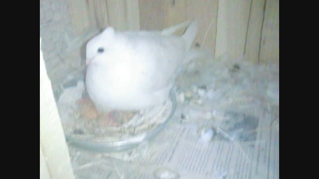 کبوترای سفیدم