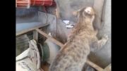 گربه کارگاهمون که ماکارونی میخوره!!!