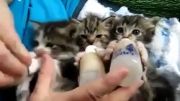شیر خوردن بچه گربه ها