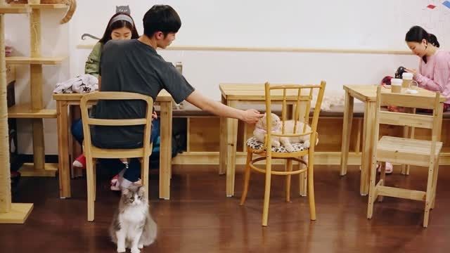 کافه گربه (کره جنوبی - سئول)