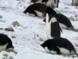 دزدی به سبک پنگوئن ها