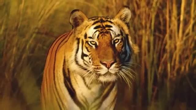 Tiger Attacks Zookeeper
