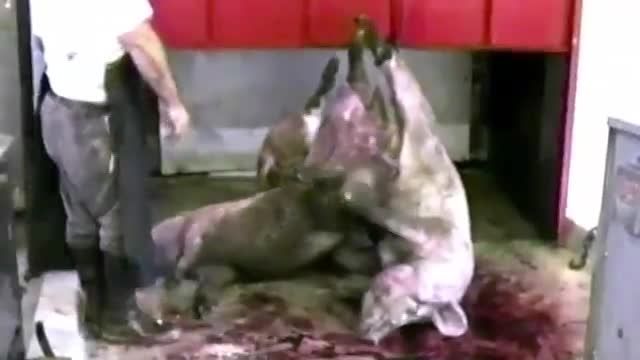 ویدئو های مخفی از آزار و اذیت حیوانات
