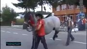 اذیت کردن اسب