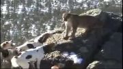 نبرد شیر کوهی با چند سگ
