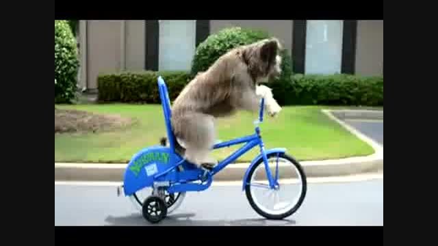 سگ دوچرخه سوار!!