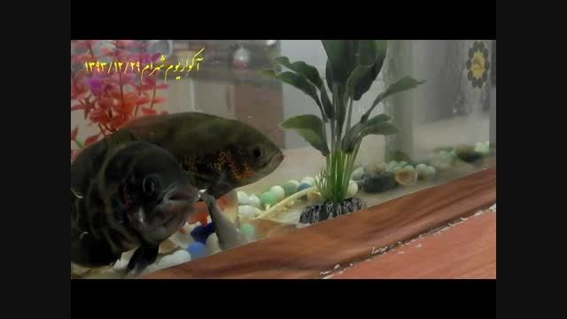 تغذیه ماهی اسکار با ماهی های کوچکتر(کیلکا)