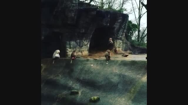 بارانا خانم و بنیامین در باغ وحش
