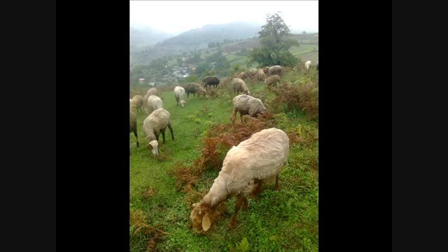 روستای ساخمرس بسیار زیبا در هزار جریب نکا.مصطفی بابایی