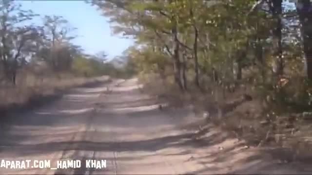 شکار سنجاب رو هوا توسط پلنگ