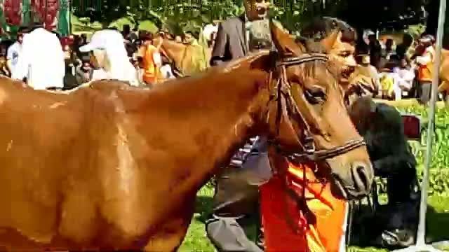 رقابت زیباترین اسبهای اصیل ترکمن