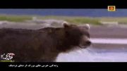 مستند: زندگی خرس های بزرگ از نمای نزدیک (قسمت اول)