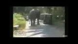 فیل وحشی در هند