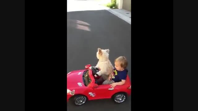 سگ راننده