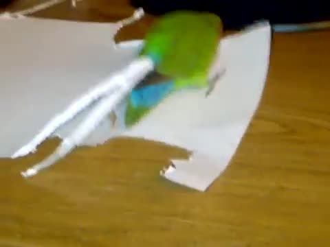 طوطی برزیلی که برای خودش دم کاغذی میسازد