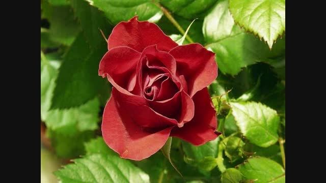 مادر گل بانوی عشق - یغما گلرویی - با صدای عندلیب