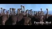 فیلمی خنده دار از شترمرغ ها