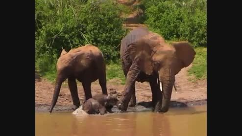 فیل کودک ازار