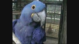 blue macaw ya hyacinth