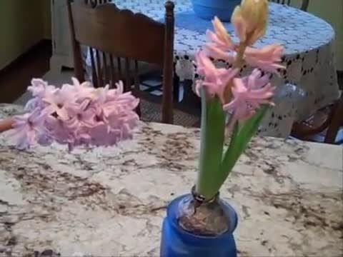 Tips For Easily Forcing Hyacinth Bulbs To Bloom Indoors
