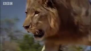 fighting lion(زبان اصلی)