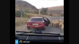 گوسفند دزدی