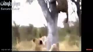 درگیری شیرهای نر با پلنگ!
