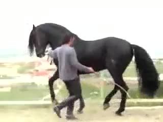 رقص اسب سیاه