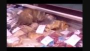 گربه ای که هزار دلار غذای دریایی را در یک وعده خورد!!!