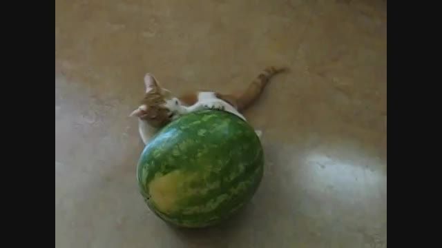 بچه گربه و هندوانه