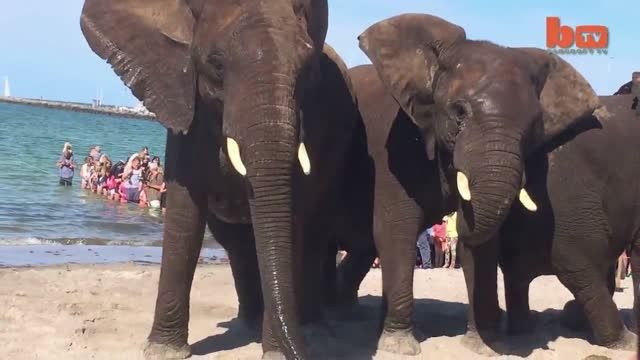 حمله فیل های سیرک به اتومبیلی در دانمارک