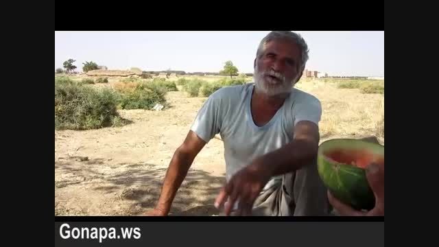 آماده سازی مزارع زعفران در گناباد