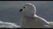 پرندگان زیبای برفی