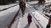 تربیت اسب توسط بچه سه ساله