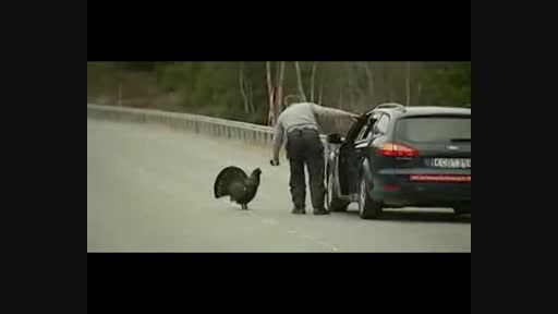 سوتی خفن حمله مرغ سیاه به گزارشگر !!!