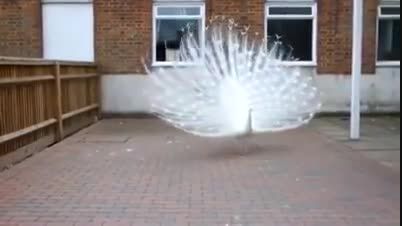 رقص طاووس سفید زیبا